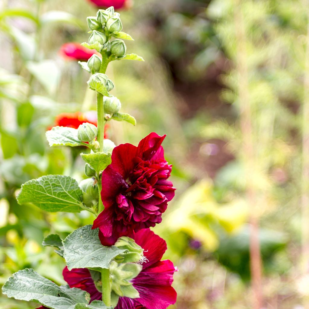 Alcea rosea Chatters Red - Stokroos
