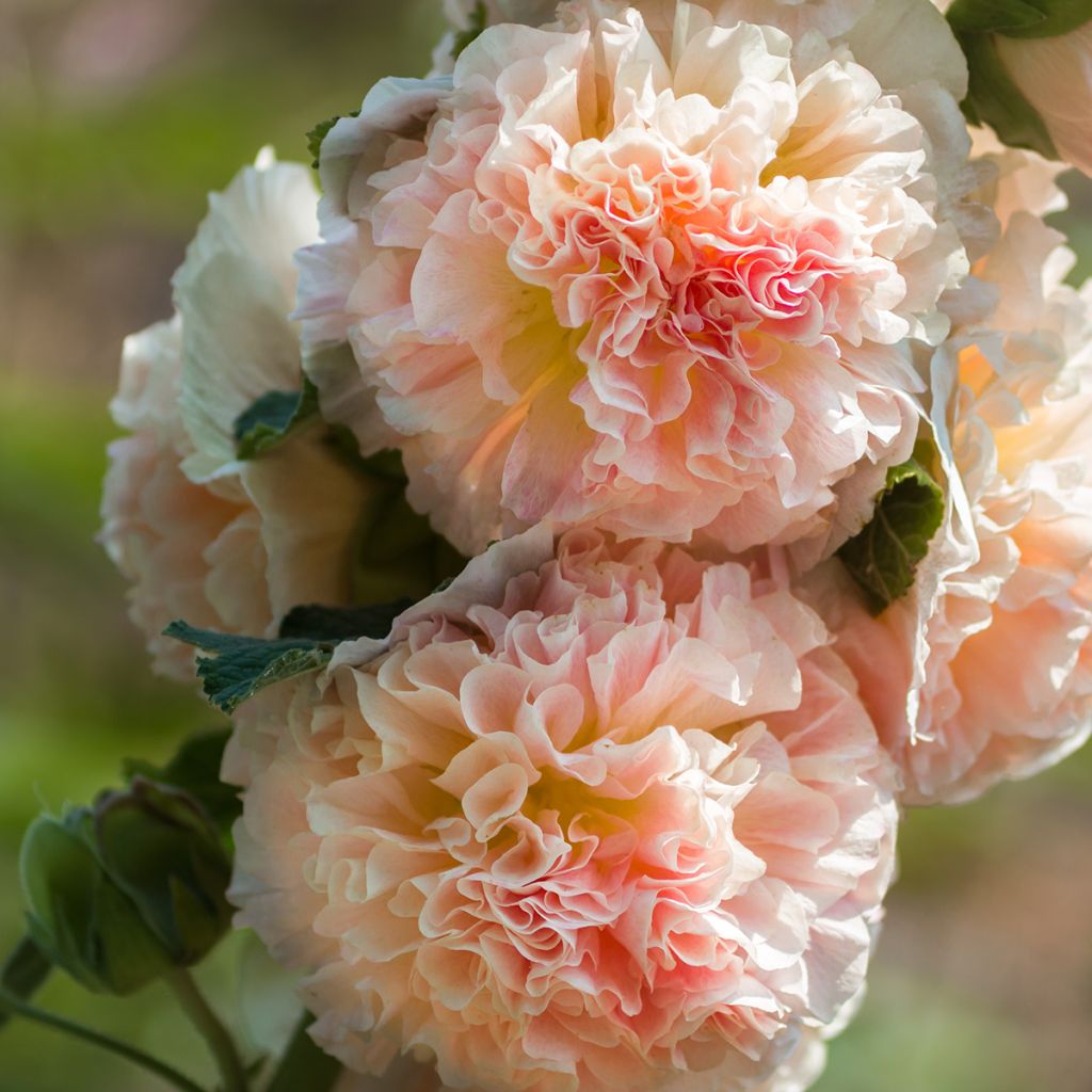 Alcea rosea Chaters Double Salmon - Stokroos