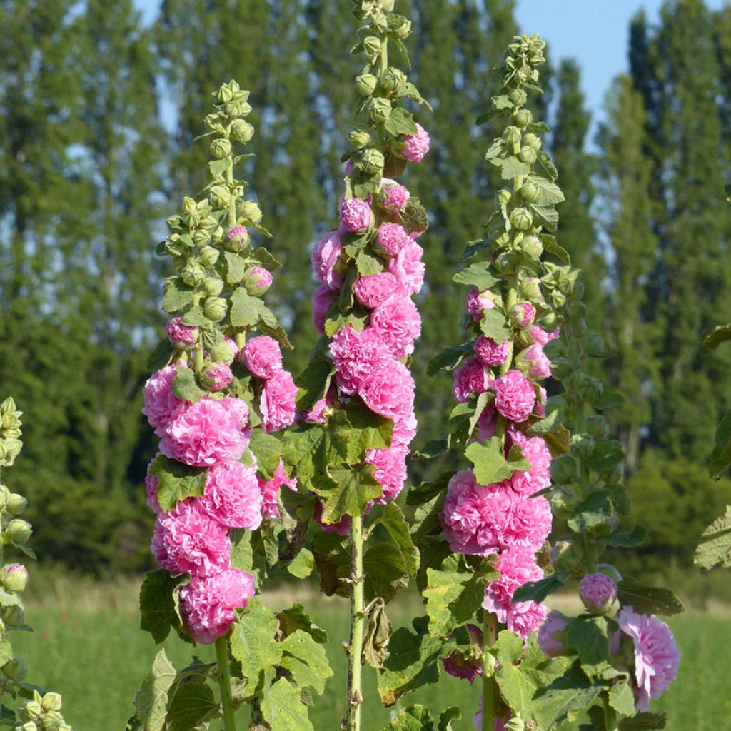 Alcea rosea Chater's Rose-Pink (zaad) - Stokroos dubbel roze