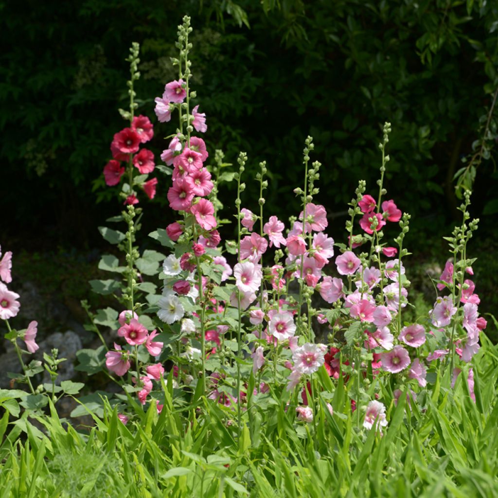 Alcea rosea Simplex - Stokroos