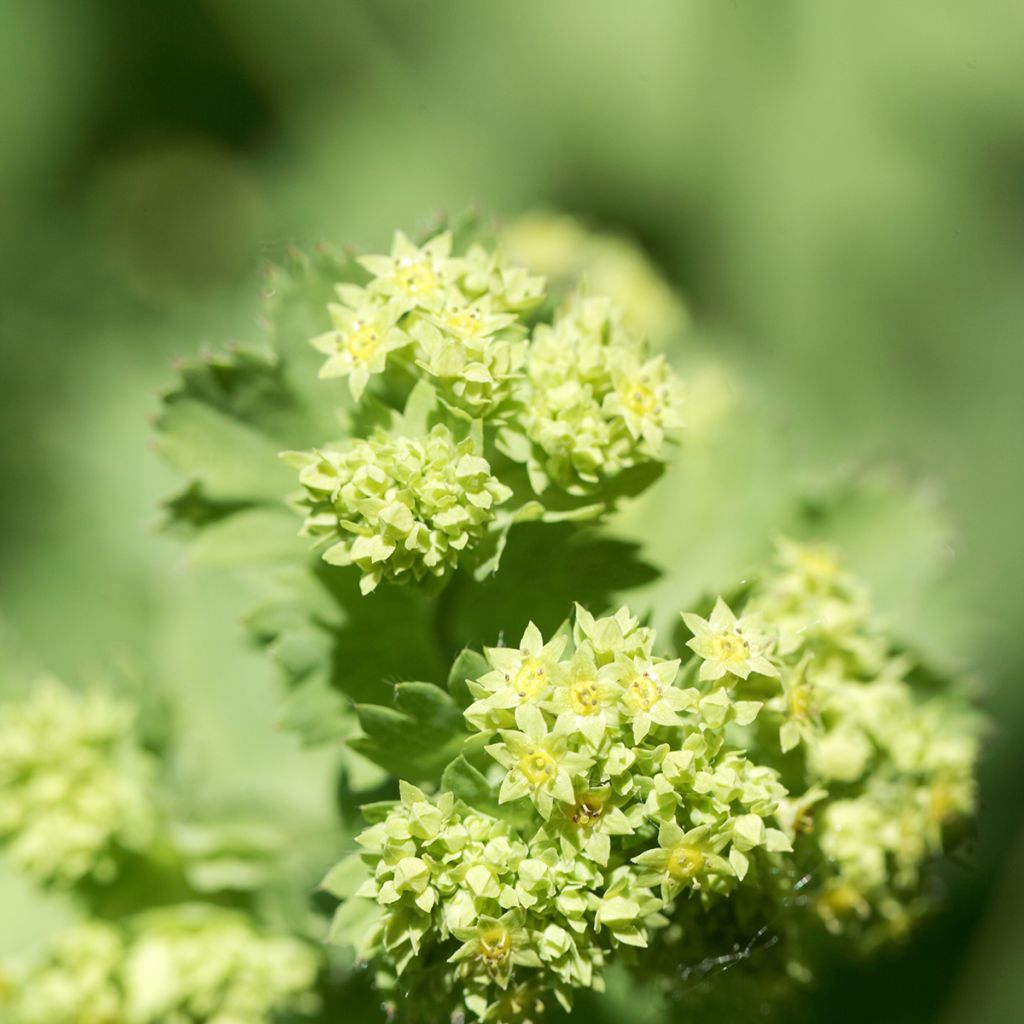 Alchemilla epipsila - Vrouwenmantel