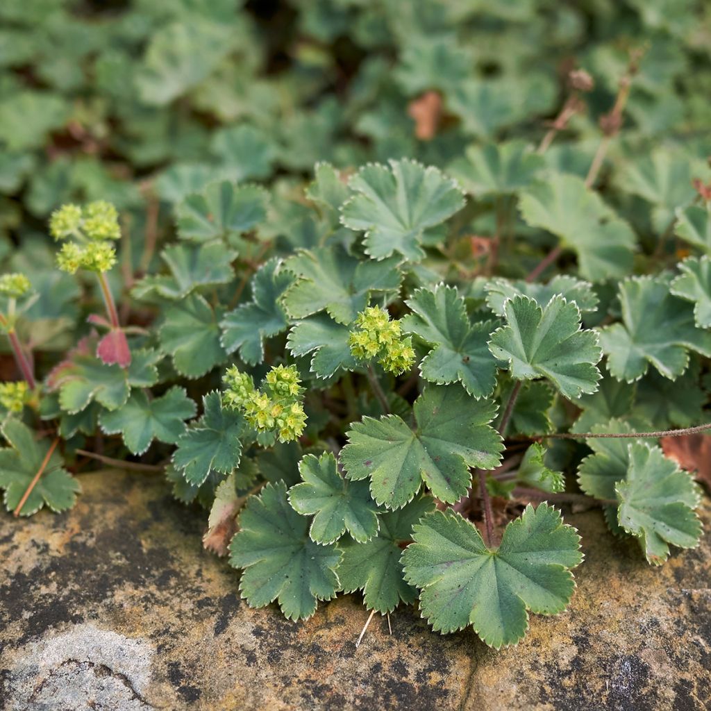 Alchemilla erythropoda - Vrouwenmantel