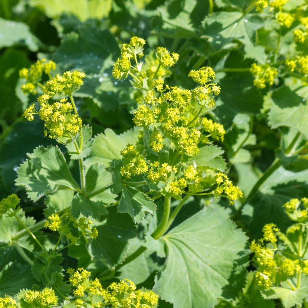 Alchemilla mollis - Vrouwenmantel