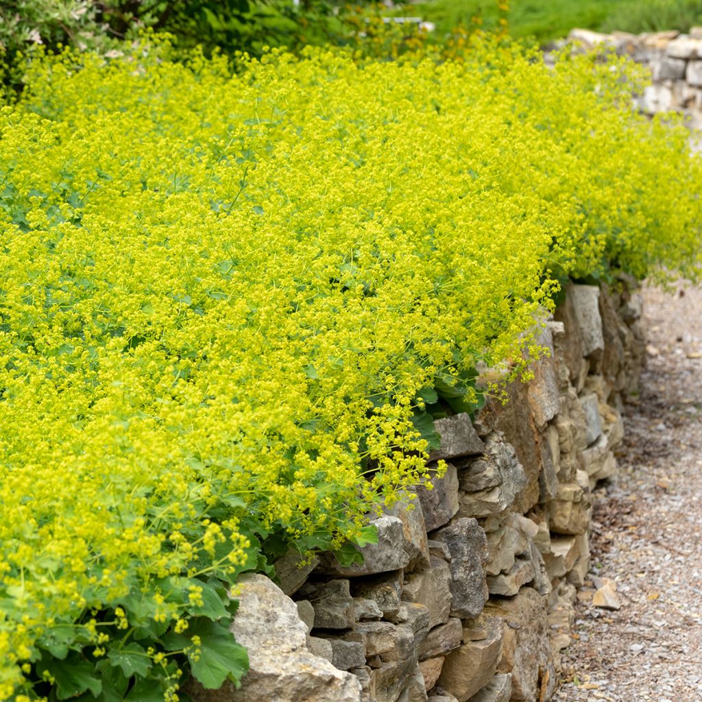 Alchemilla mollis - Vrouwenmantel