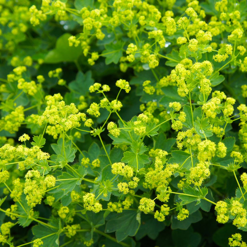 Alchemilla mollis - Vrouwenmantel