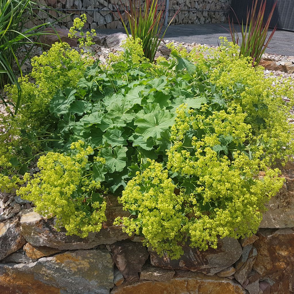 Alchemilla mollis - Vrouwenmantel