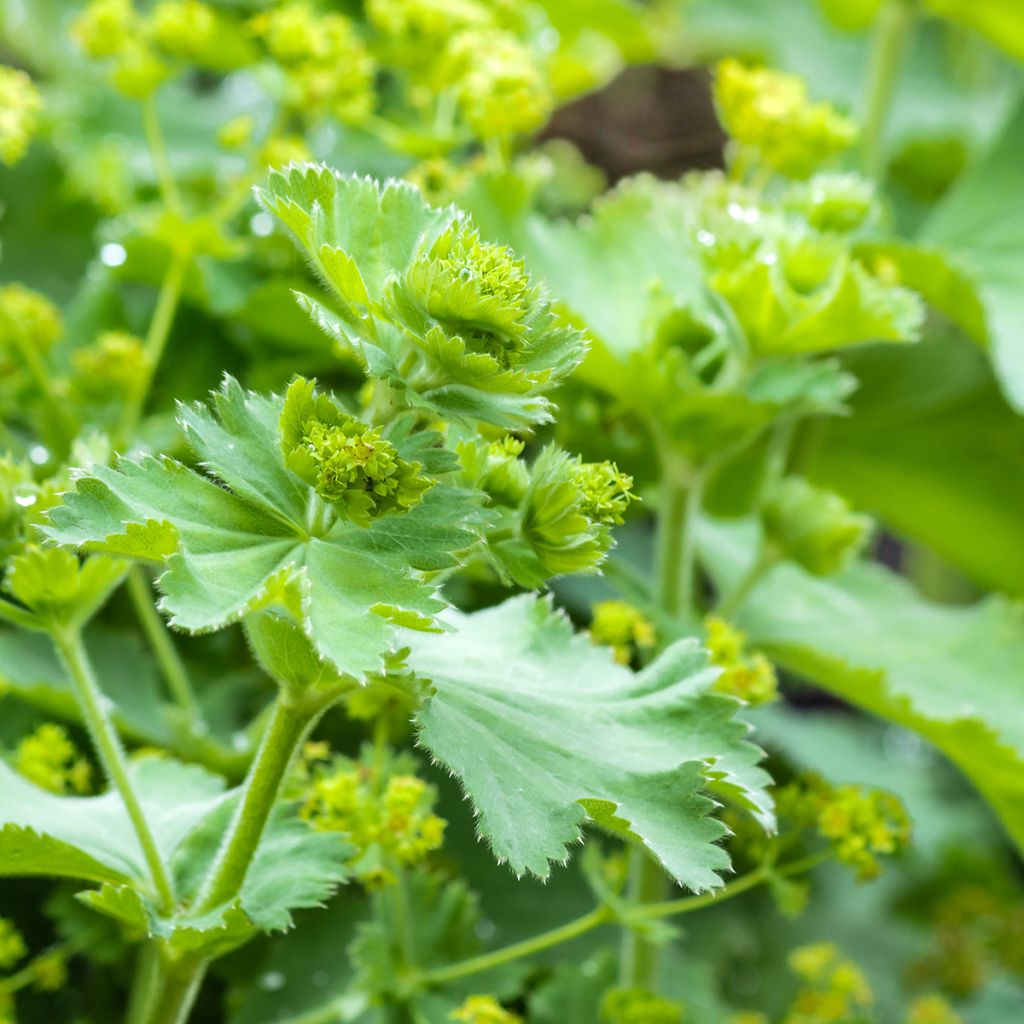 Alchemilla vulgaris - Spitslobbige vrouwenmantel