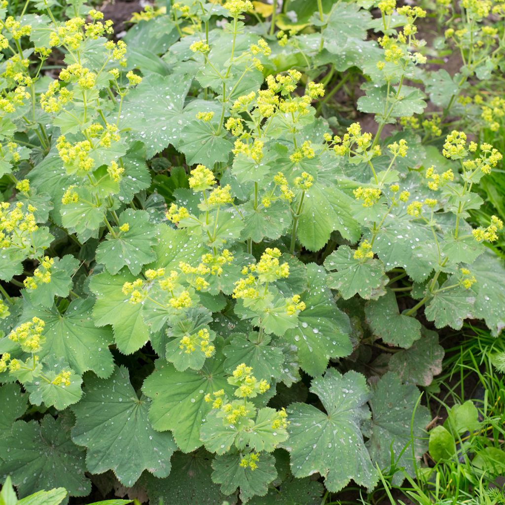 Alchemilla vulgaris - Spitslobbige vrouwenmantel
