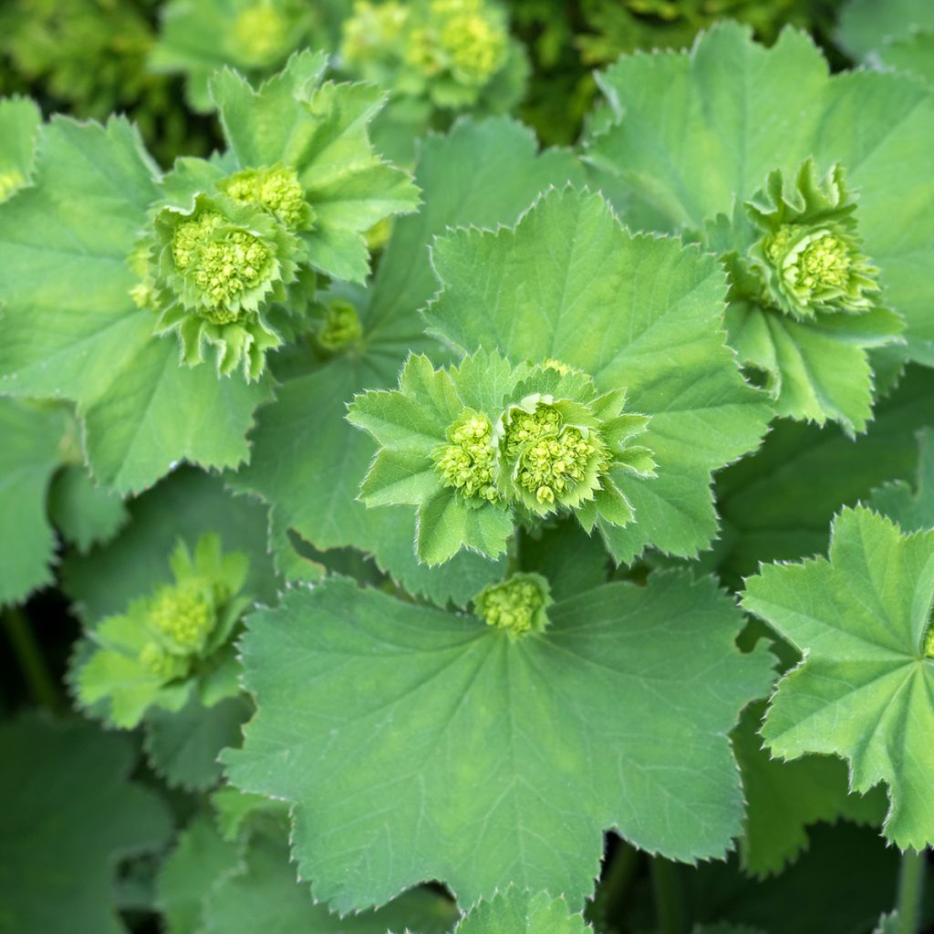 Alchemilla vulgaris - Spitslobbige vrouwenmantel