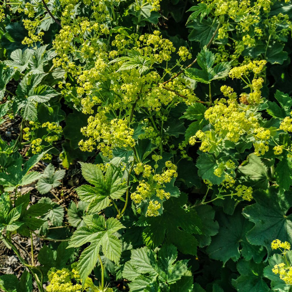 Alchemilla vulgaris - Spitslobbige vrouwenmantel