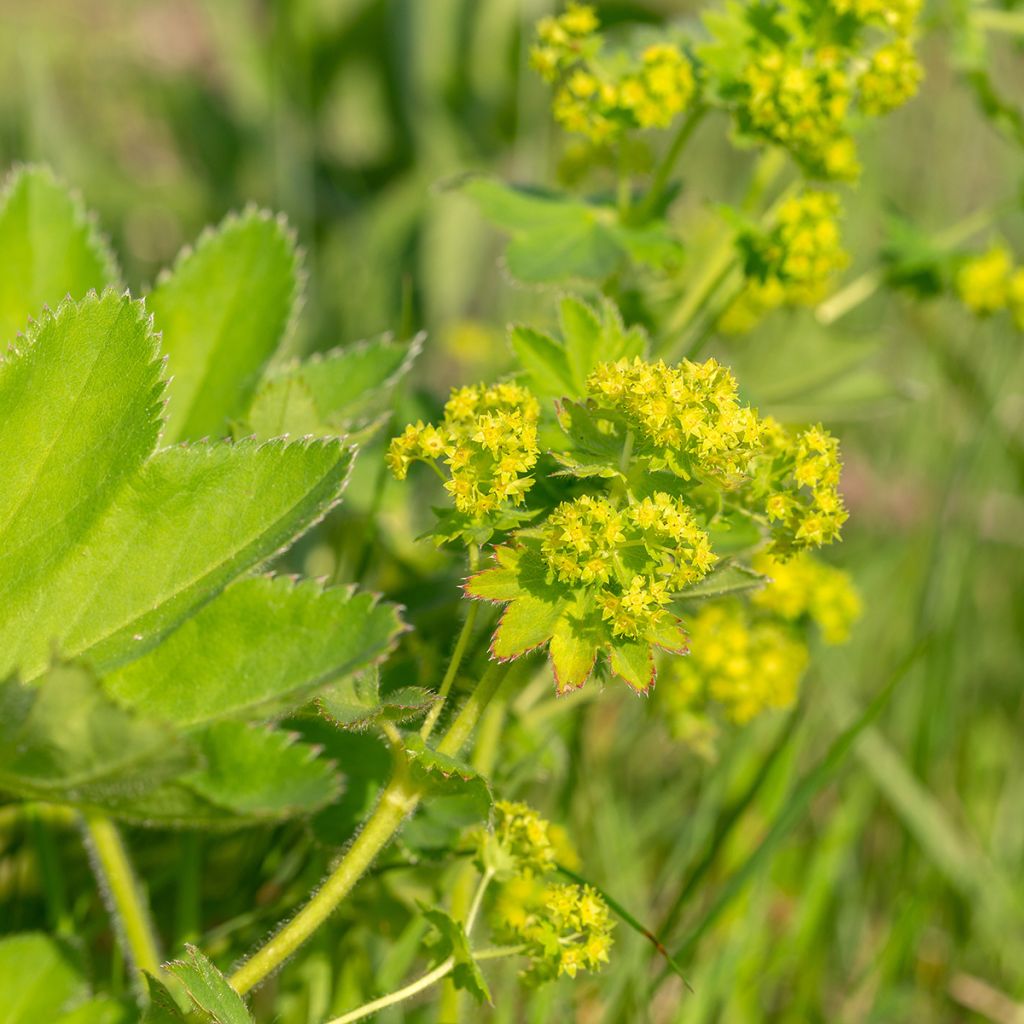 Alchemilla vulgaris - Spitslobbige vrouwenmantel