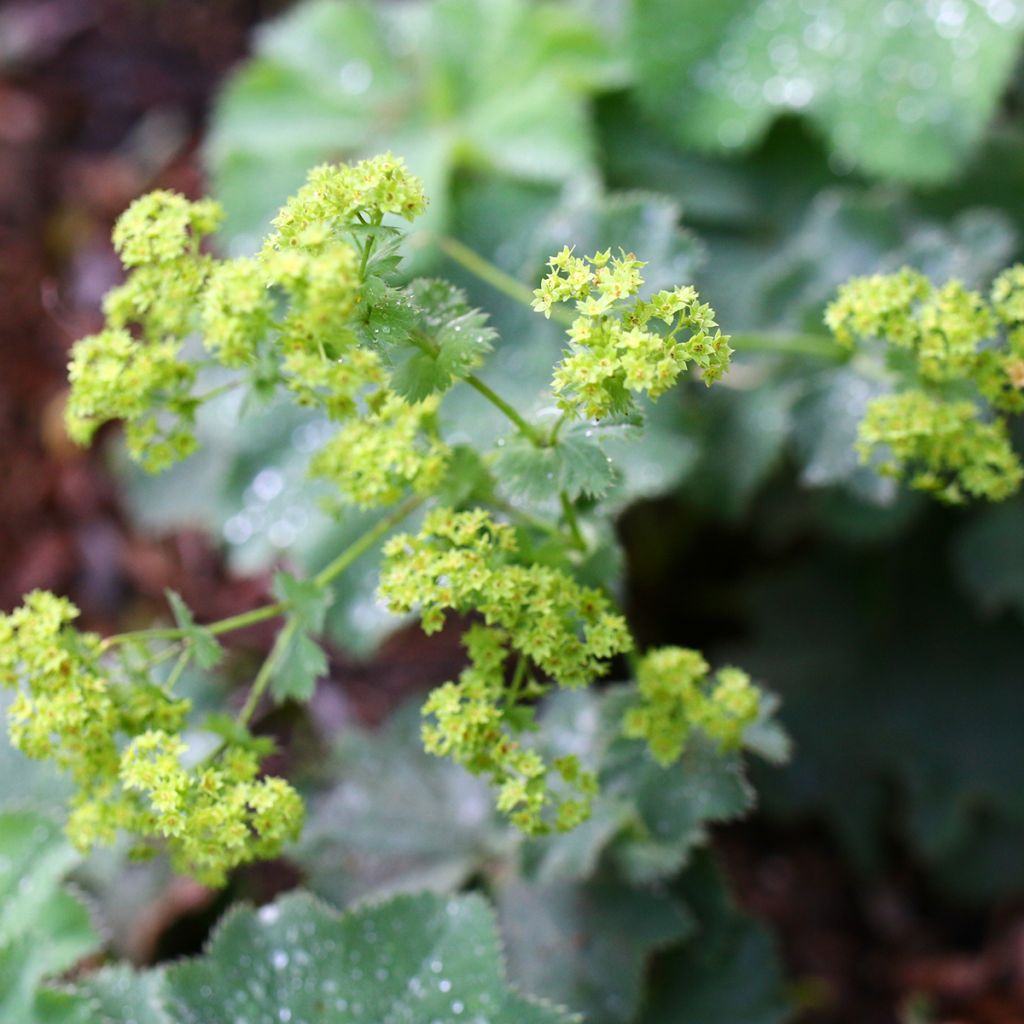 Alchemilla vulgaris - Spitslobbige vrouwenmantel