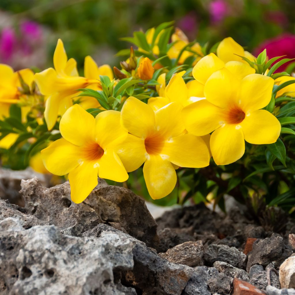 Allamanda cathartica - Gouden trompet