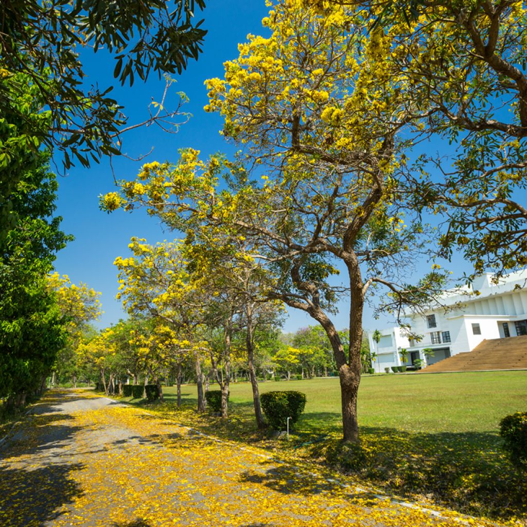 Allamanda cathartica - Gouden trompet