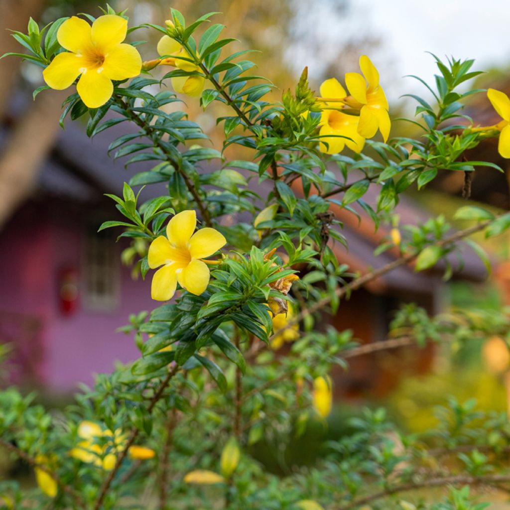 Allamanda cathartica - Gouden trompet