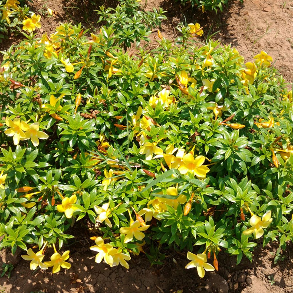 Allamanda cathartica - Gouden trompet