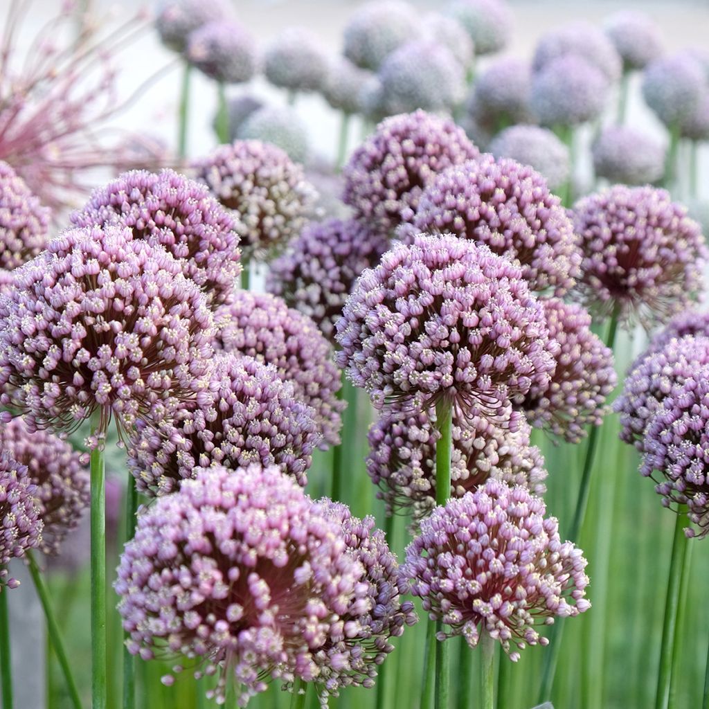 Allium ampeloprasum - Olifantenlook