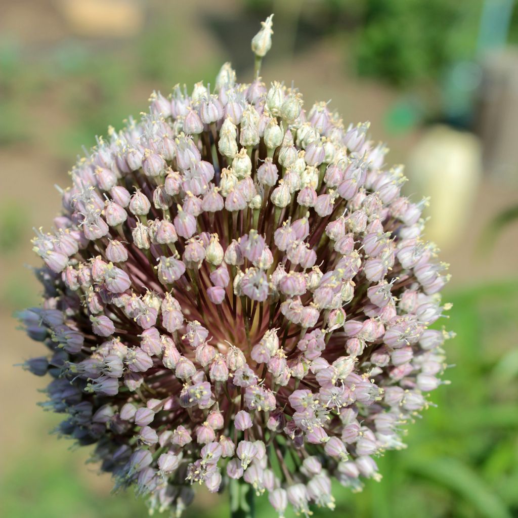 Allium ampeloprasum - Olifantenlook