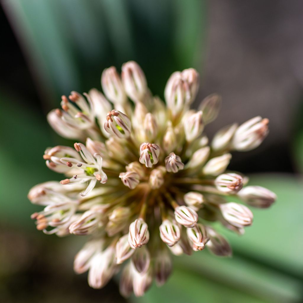 Allium karataviense - Puinlook