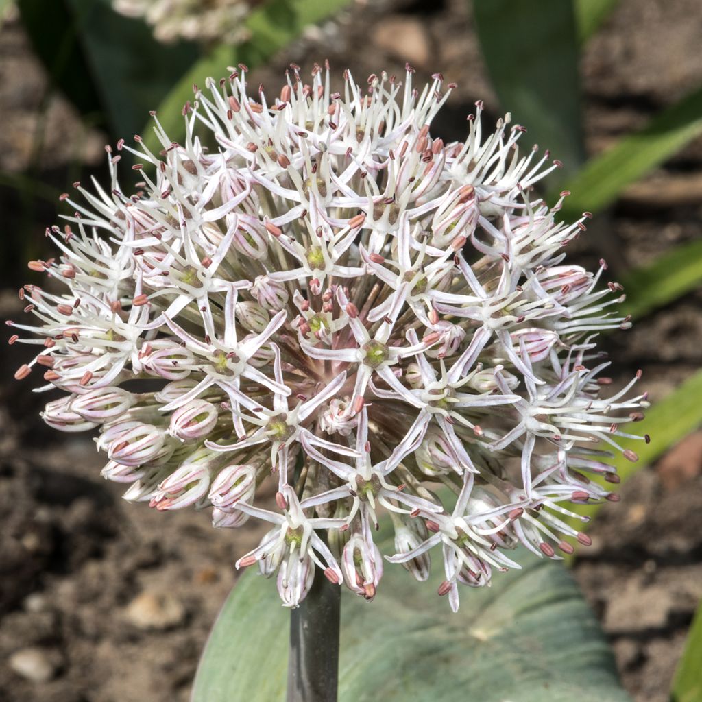 Allium karataviense - Puinlook