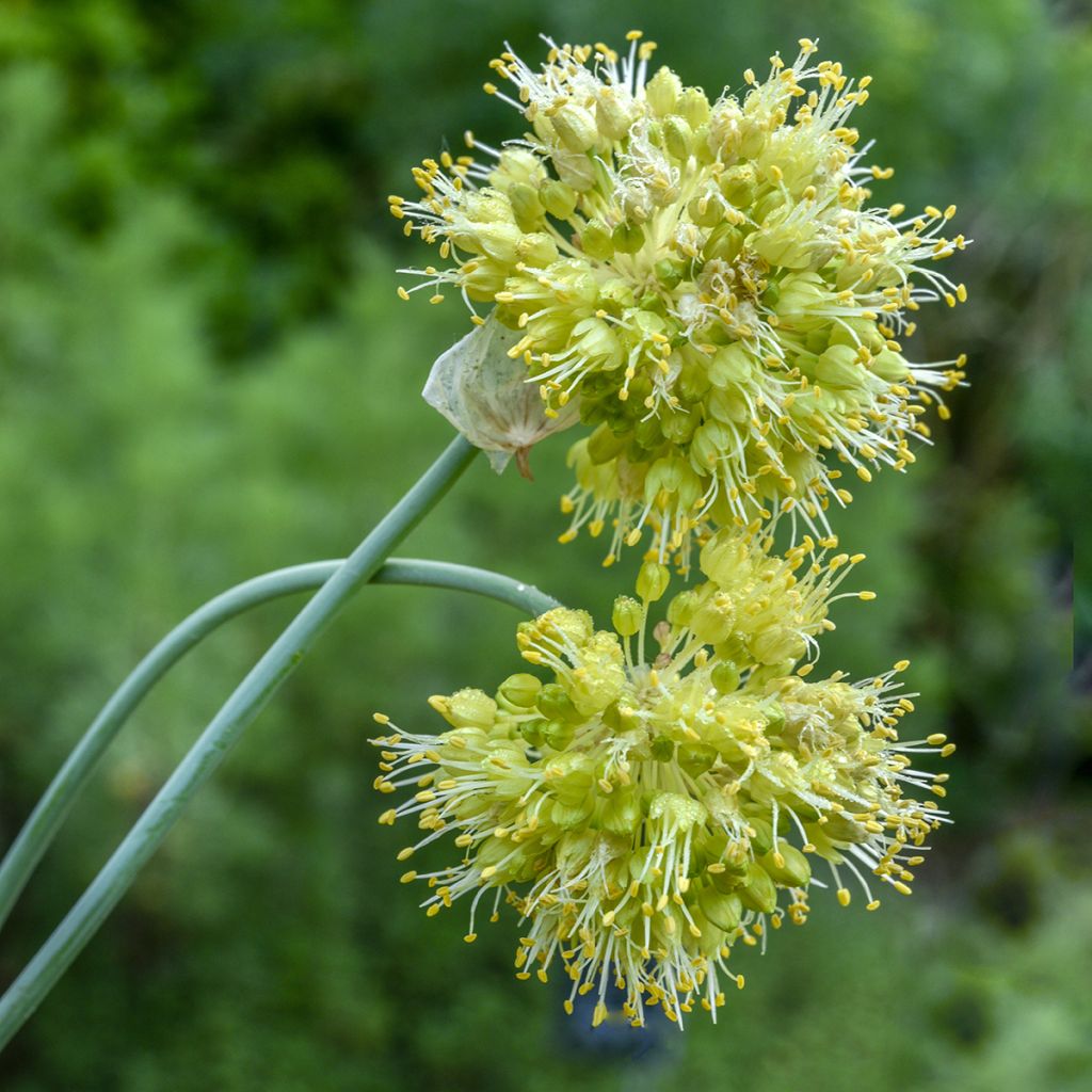 Allium obliquum - Siberische knoflook