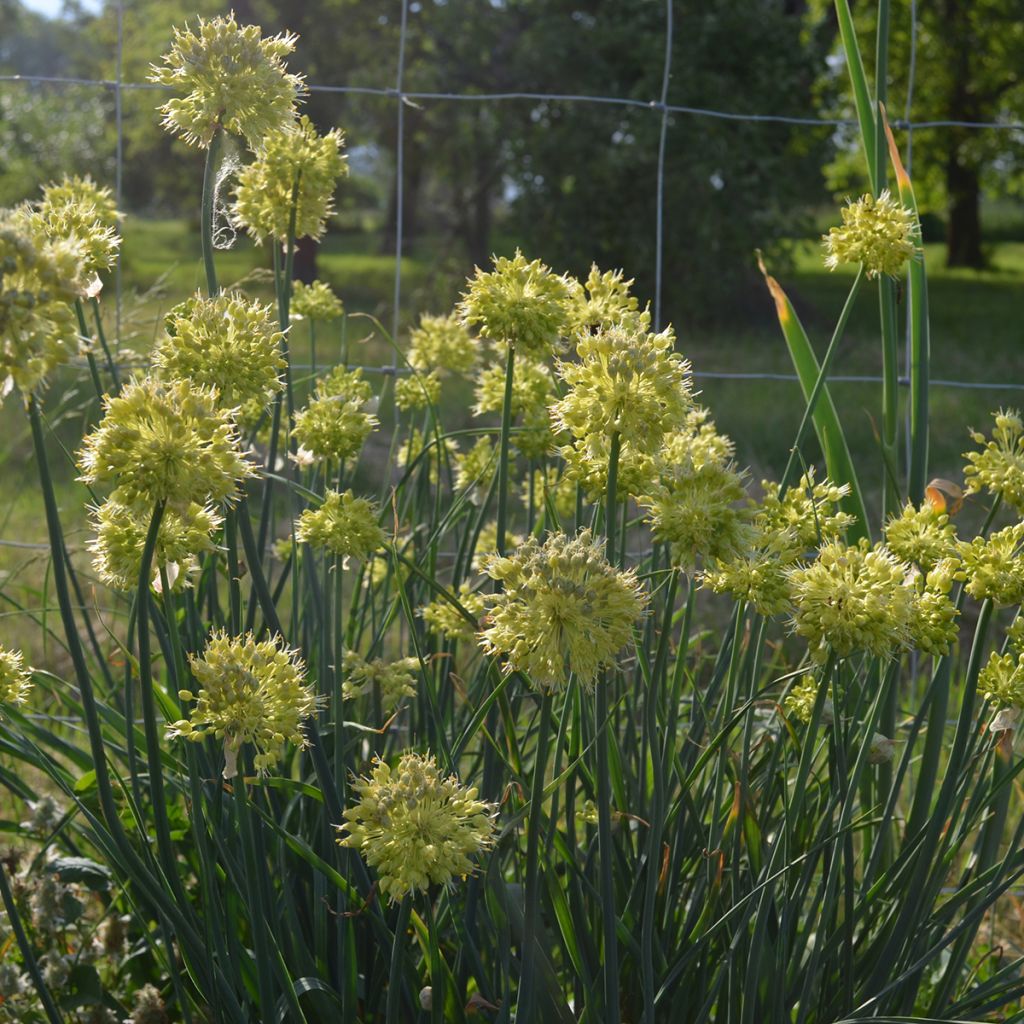 Allium obliquum - Siberische knoflook