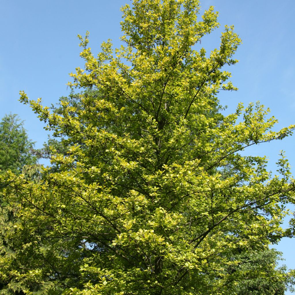 Alnus glutinosa Aurea - Zwarte els