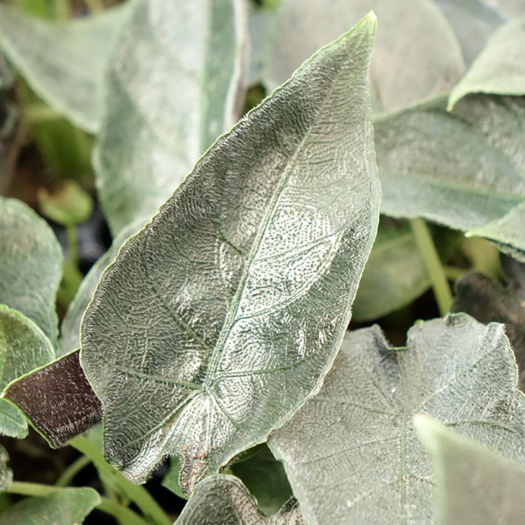 Alocasia Antoro Velvet - Olifantsoor