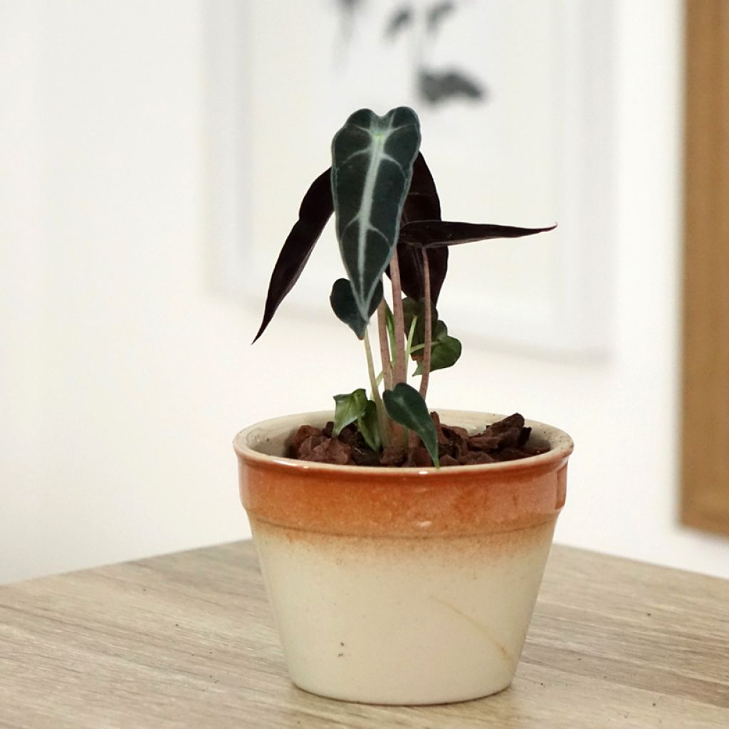 Alocasia Bambino - Olifantsoor