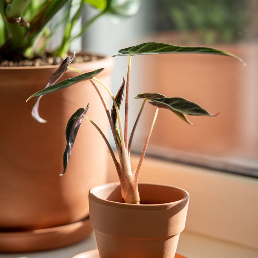 Alocasia Bambino - Olifantsoor