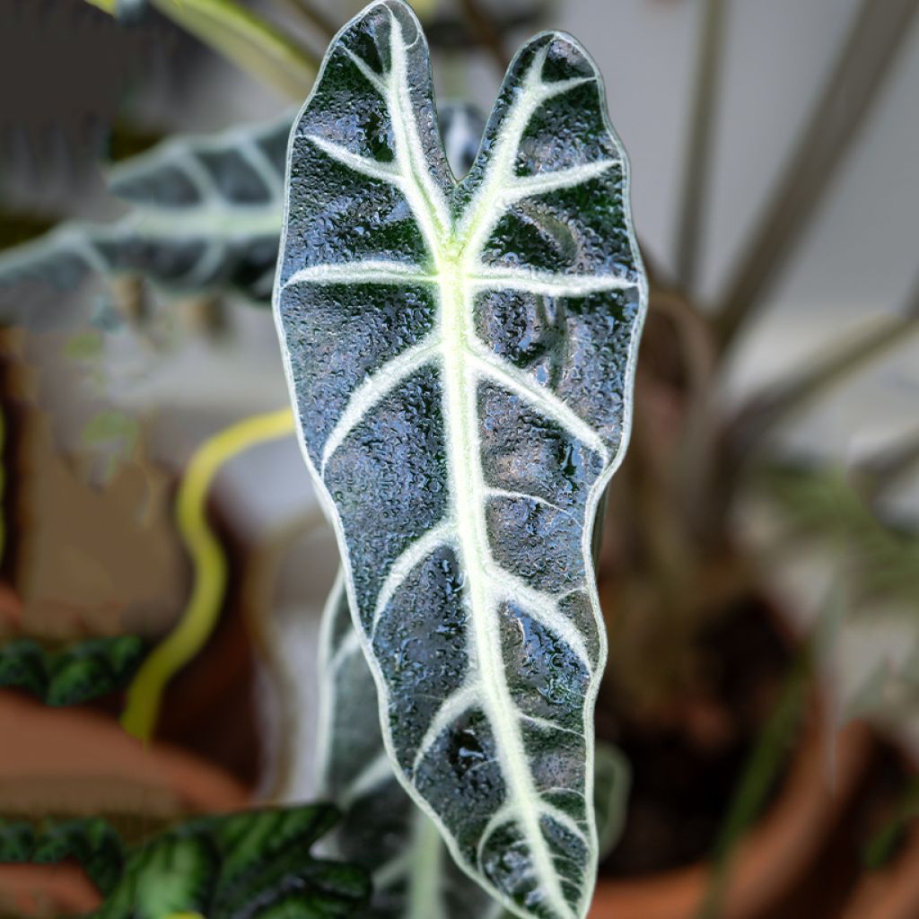 Alocasia Bambino - Olifantsoor