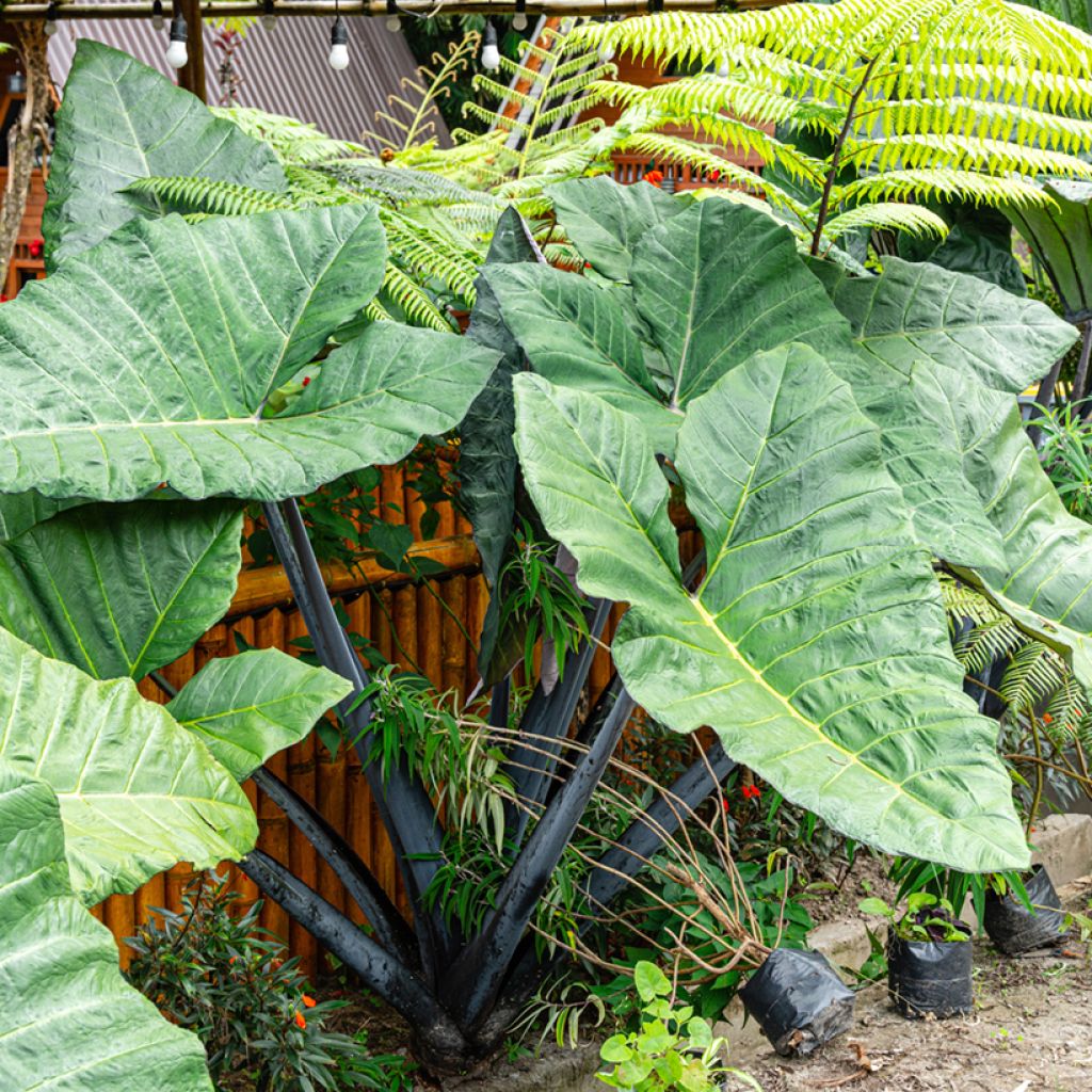 Alocasia macrorrhizos Violacea Black Stem - Olifantsoor