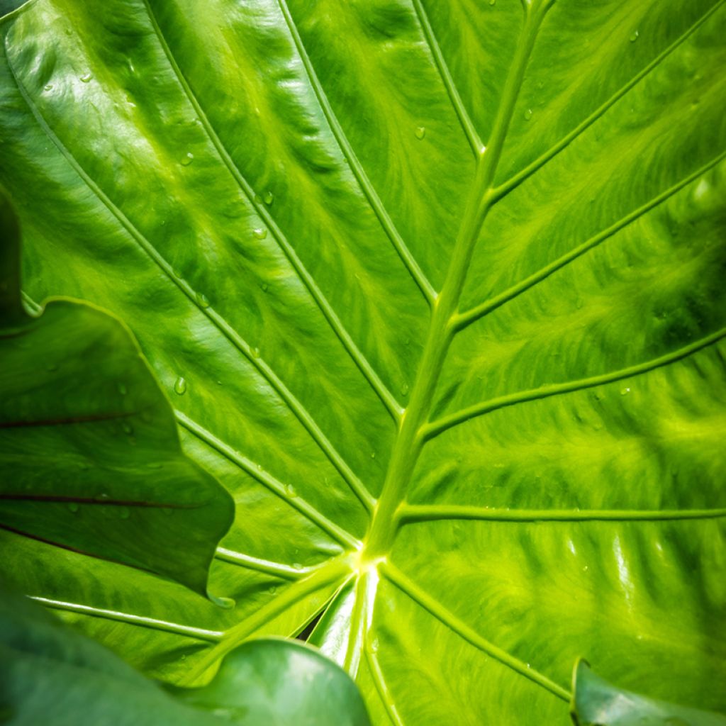 Alocasia macrorrhizos Violacea Black Stem - Olifantsoor