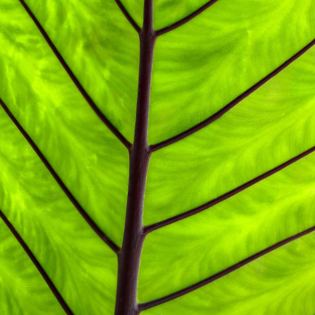 Alocasia macrorrhizos Violacea Black Stem - Olifantsoor