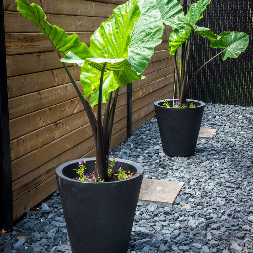 Alocasia macrorrhizos Violacea Black Stem - Olifantsoor