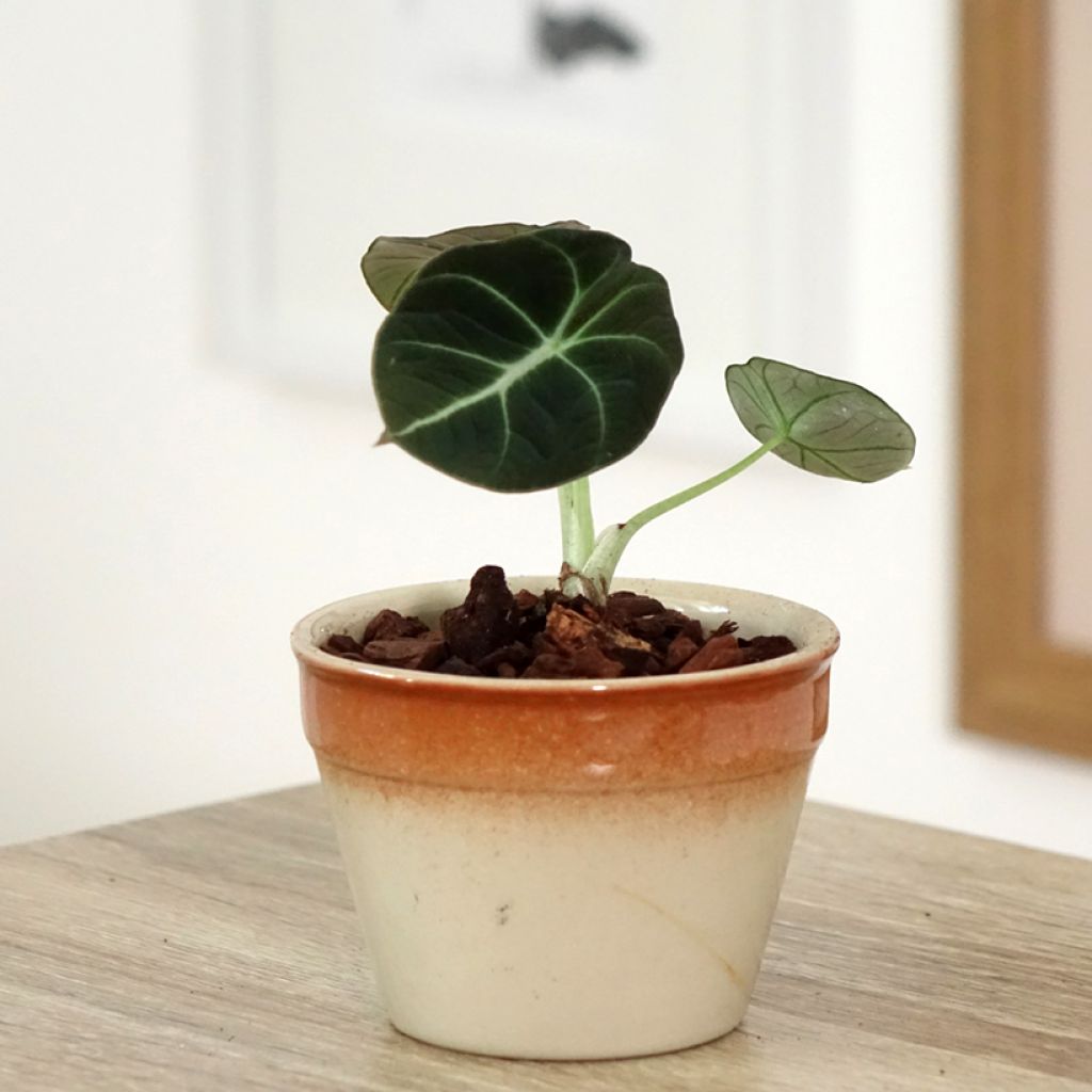 Alocasia Black Velvet - Olifantsoor