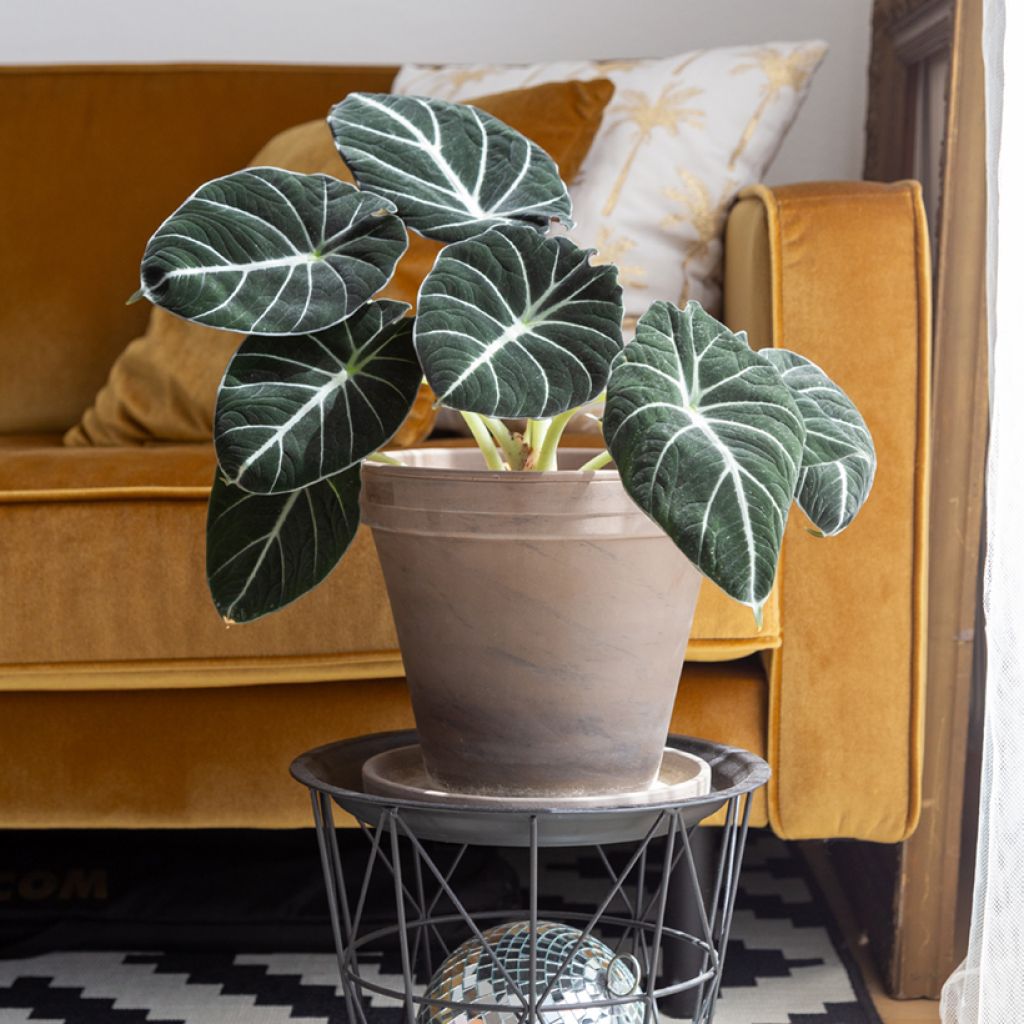 Alocasia Black Velvet - Olifantsoor