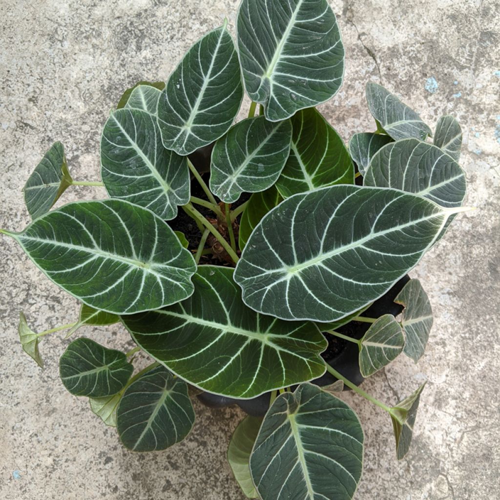 Alocasia Black Velvet - Olifantsoor