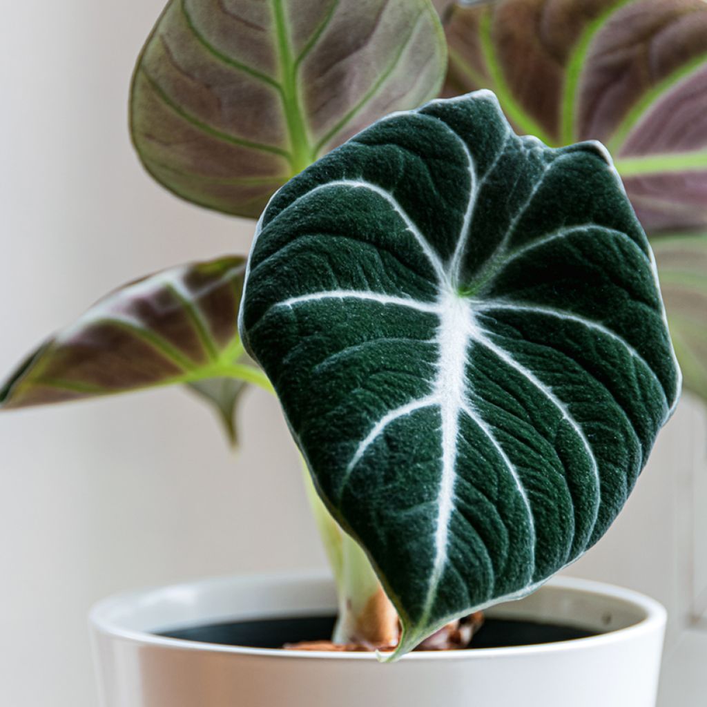 Alocasia Black Velvet - Olifantsoor