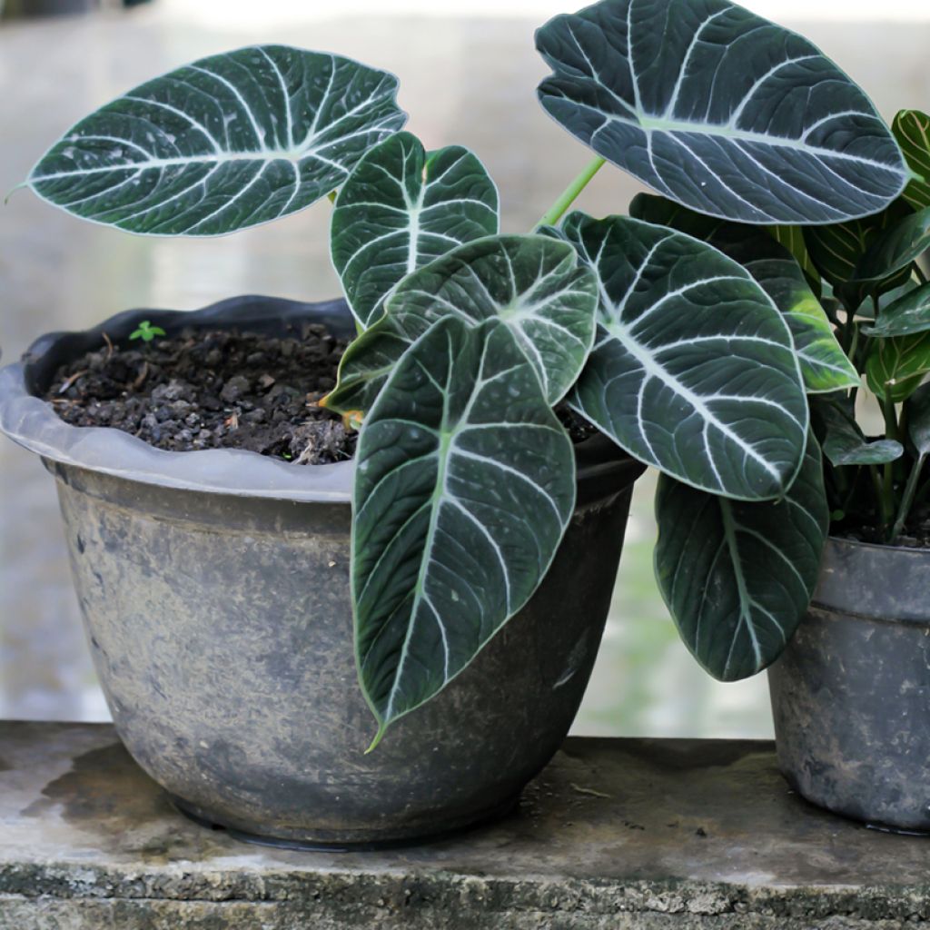 Alocasia Black Velvet - Olifantsoor