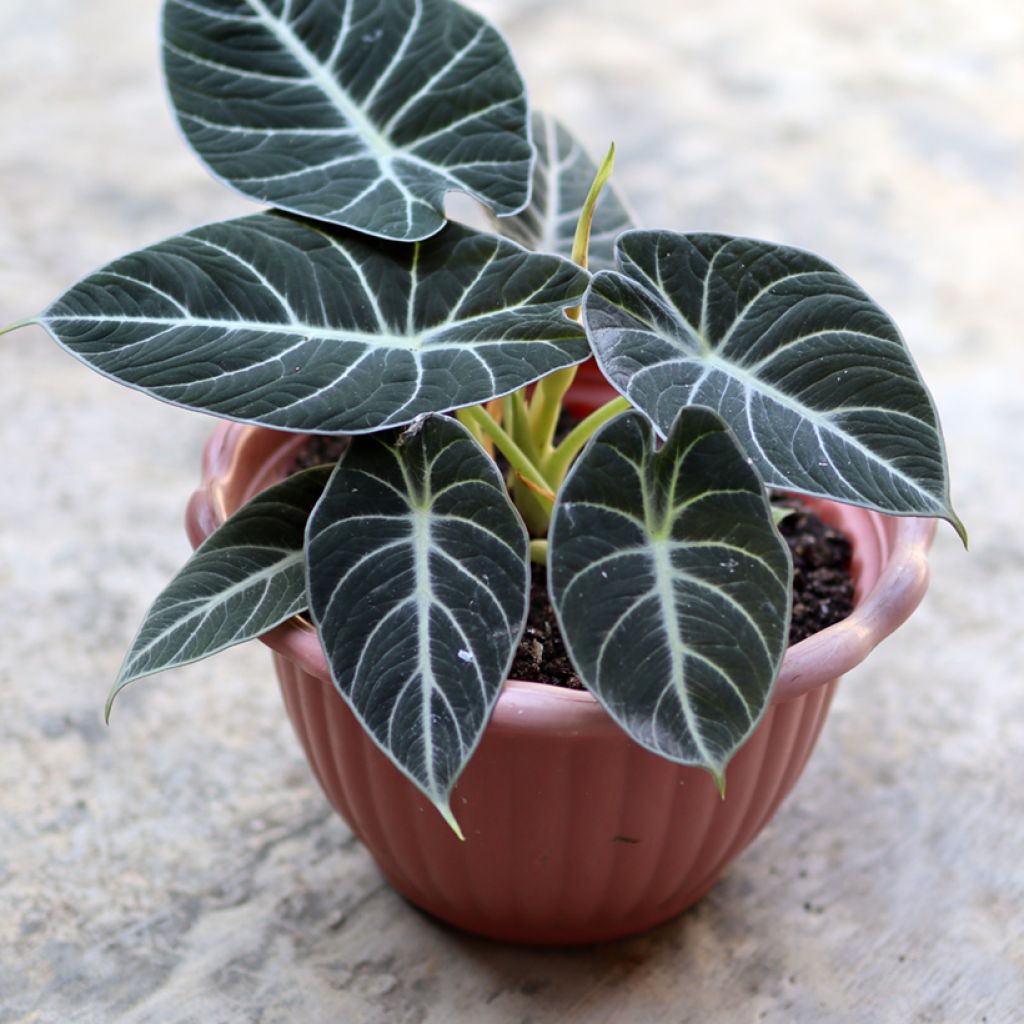 Alocasia Black Velvet - Olifantsoor