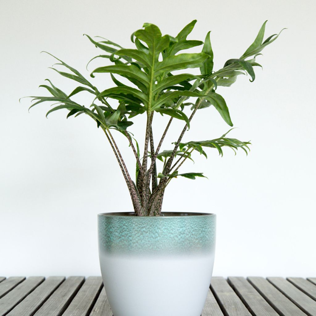 Alocasia brancifolia - Olifantsoor