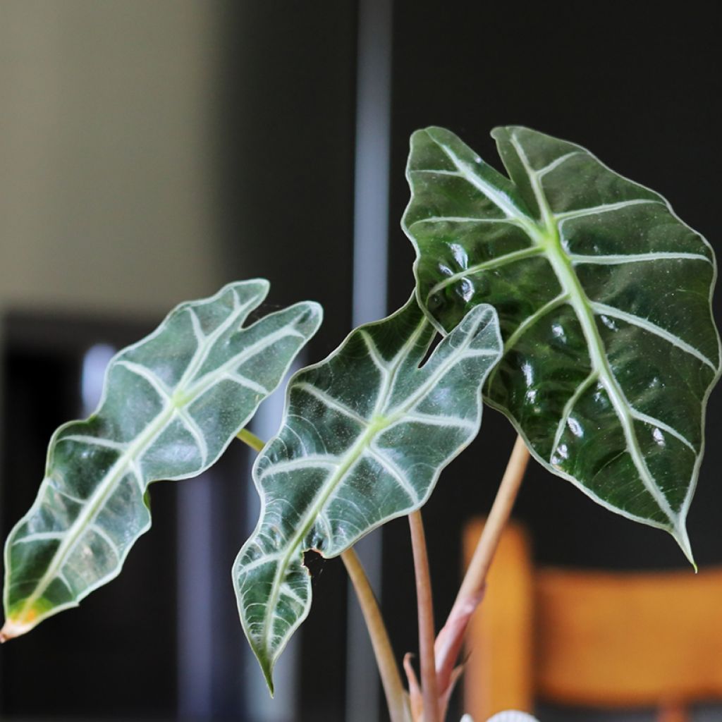 Alocasia Curly Bambino - Olifantsoor