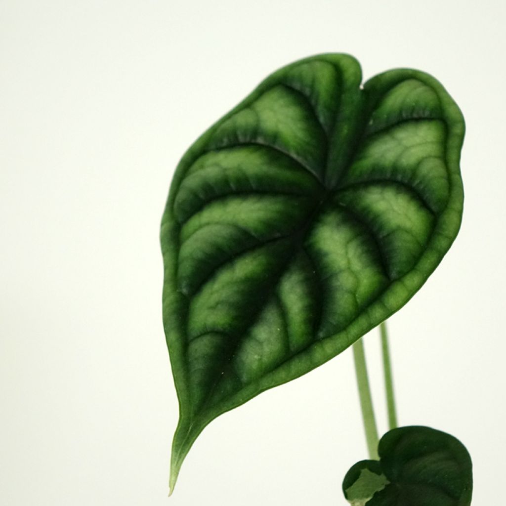 Alocasia Dragon Scale - Olifantsoor