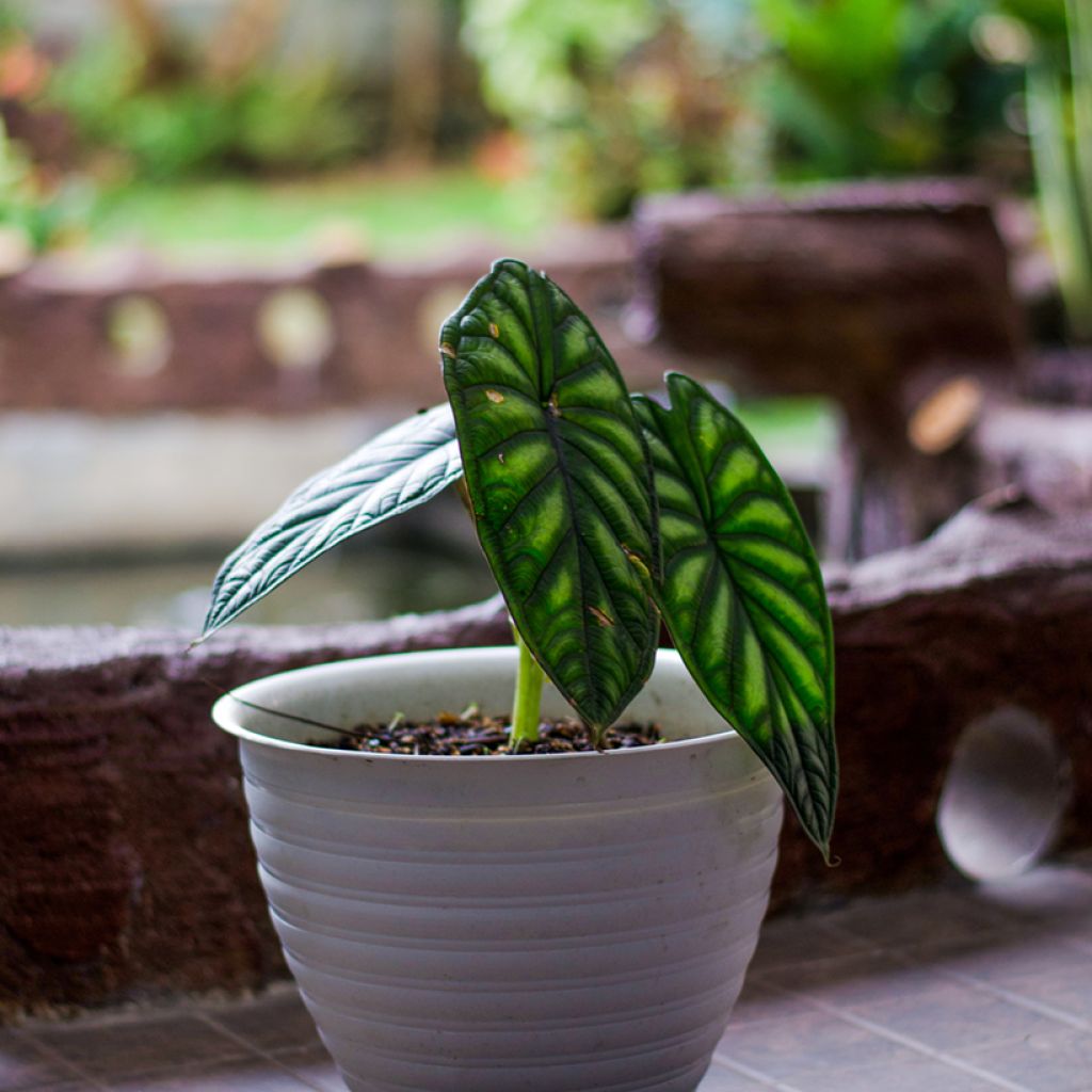 Alocasia Dragon Scale - Olifantsoor