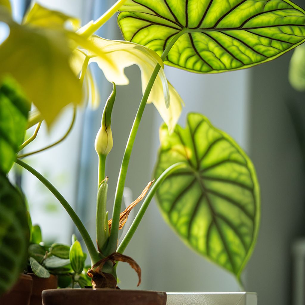 Alocasia Dragon Scale - Olifantsoor