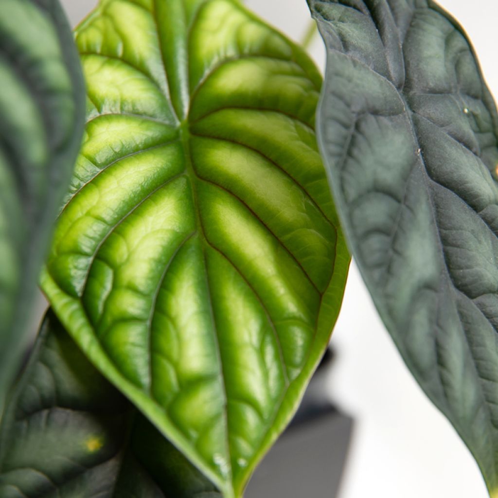 Alocasia Dragon Scale - Olifantsoor