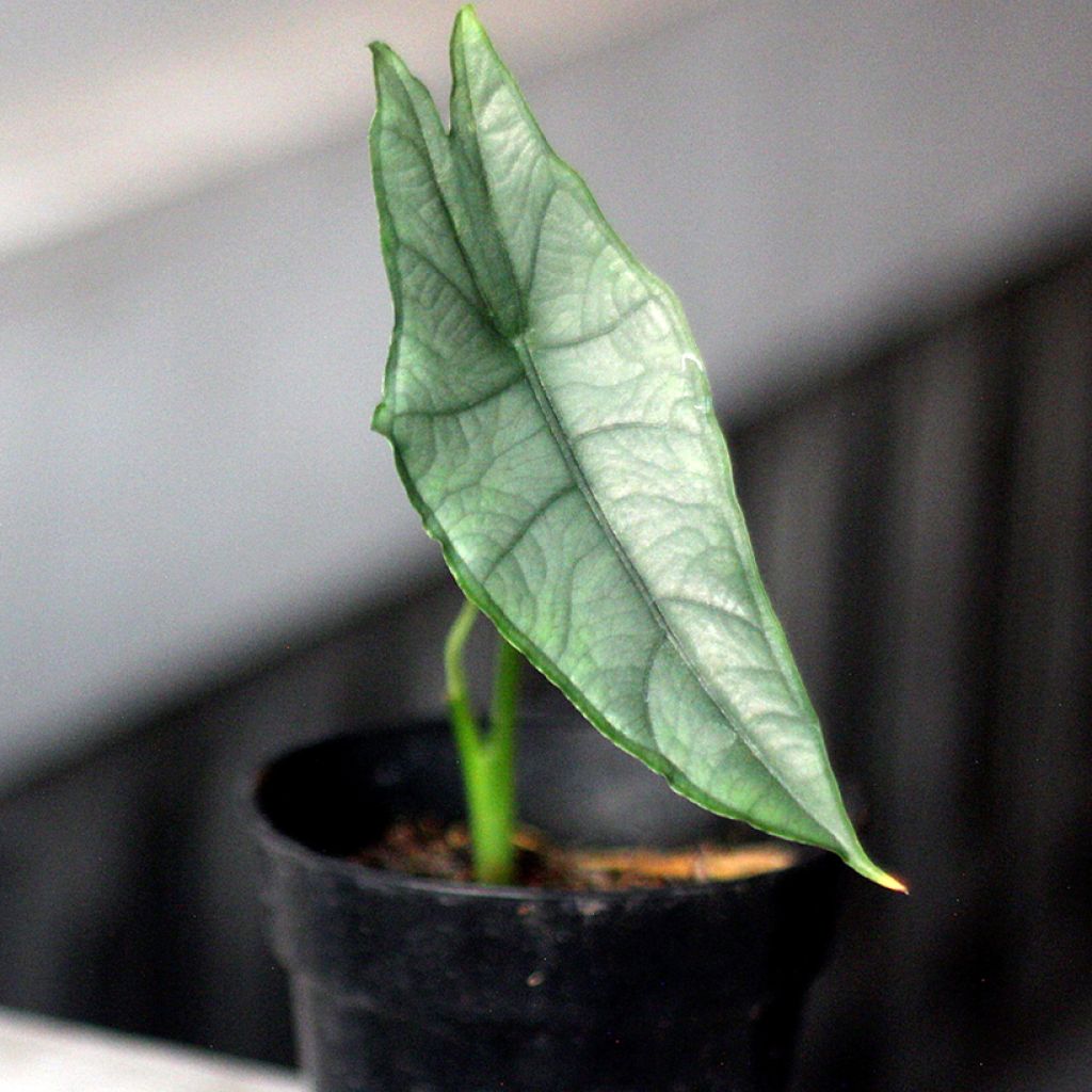 Alocasia heterophylla - Olifantsoor
