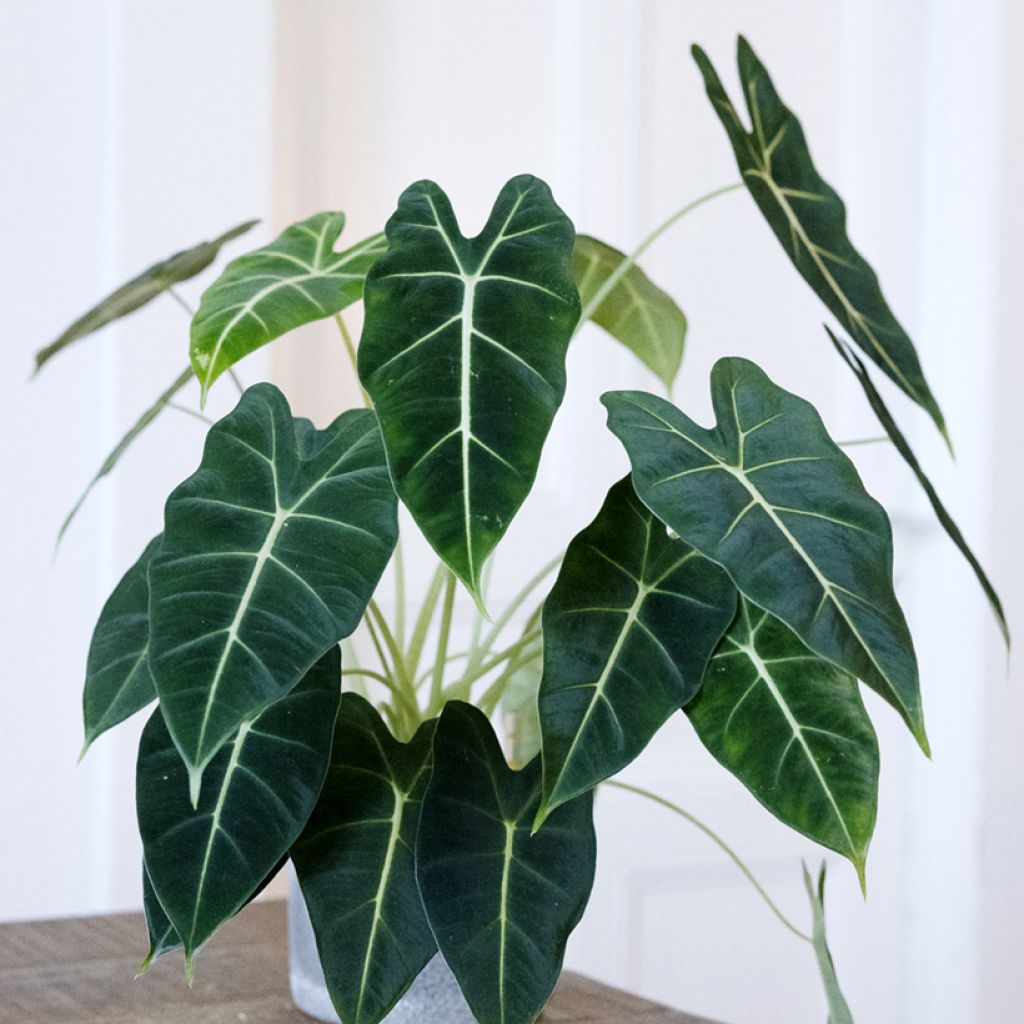 Alocasia micholitziana Frydek - Olifantsoor