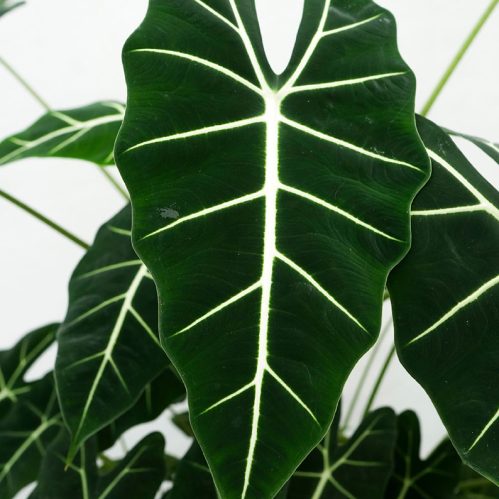 Alocasia micholitziana Frydek - Olifantsoor